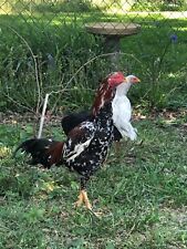 Asil aseel hatching for sale  USA