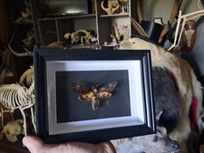 Papillon sphinx tête d'occasion  Lorient