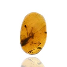 Blattodea genuine fossil for sale  WALSALL