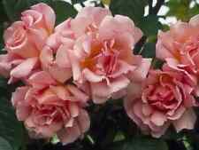 Climbing rose compassion for sale  PRESTON