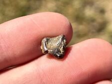 Lance creek triceratops for sale  Coppell