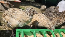 Uova feconde fertili usato  Ravenna