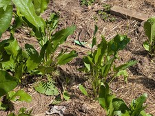 Fresh organic horseradish for sale  Jordan