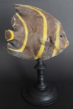 Cabinet curiosités poisson d'occasion  Pont-l'Abbé-d'Arnoult