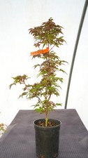 maple trees for sale maple trees for sale  Hendersonville