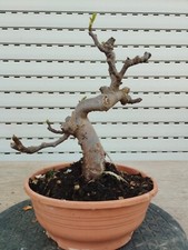 Bonsai ficus carica gebraucht kaufen  Augsburg