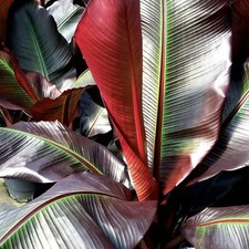 banana plant for sale banana plant for sale NORTHAMPTON