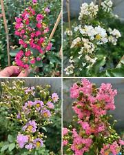 Lagerstroemia indica pianta usato  Valmacca