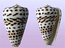 Conidae conus eburneus usato  Roma