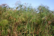 Live giant cyperus for sale  Fairdale