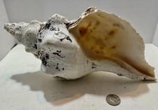Large conch seashell for sale  O Fallon