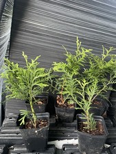Green giant arborvitae for sale  Martin