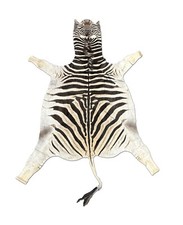 Real burchell zebra for sale  Louisville