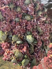 Emerald crabs live for sale  Homestead