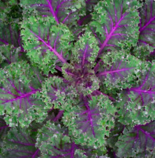 Kale red russian for sale  Sevierville