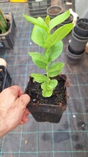 Psidium longipetiolatum araça usato  Italia