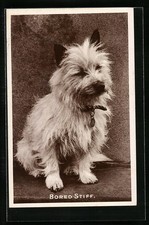 Ansichtskarte bored stiff gebraucht kaufen Ansichtskarte bored stiff gebraucht kaufen  Berlin