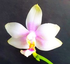 Rare phalaenopsis joy for sale  LONDON