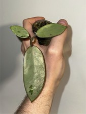 Hoya silver dollar for sale  COVENTRY