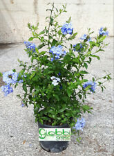 Plumbago capensis auricolata usato  Monsampolo del Tronto