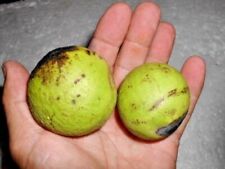 Black walnut seeds for sale  Brockway