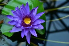 Blaue zwerseerose teichpflanze gebraucht kaufen  Kaiserslautern