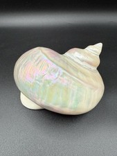 Large natural turbo for sale  Marne