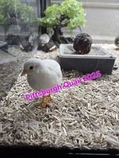 Exotic button quail for sale  Evans City