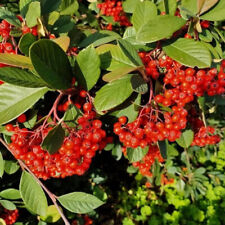 Cotoneaster coriaceus d.b. for sale  Oakland Gardens