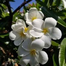 Hong kong plumeria for sale  Plant City