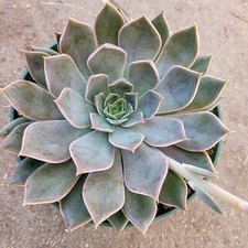 Echeveria mensa succulent for sale  Morgan Hill