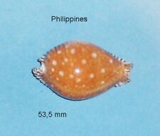 Cypraea guttata philippines d'occasion  Expédié en Belgium