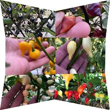 Chili samen sortiment gebraucht kaufen  Kallmünz