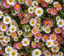 Erigeron karvinskianus stallon for sale  BELLSHILL