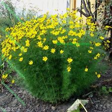 Potted litre coreopsis for sale  ALFRETON