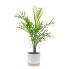 Costa farms majesty for sale  Casper