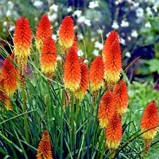 Rare dwarf fire for sale  Lincolnton