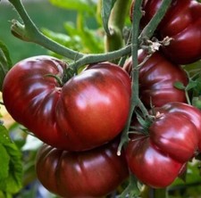 Beef tomato black for sale  BRAINTREE