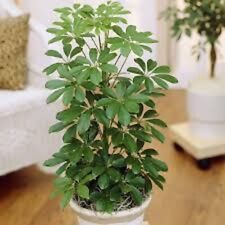 Schefflera arboricola seeds for sale  TRURO