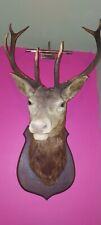 Taxidermy beautiful large for sale  CLYDEBANK