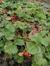Bare root hardy for sale  MAIDSTONE