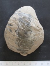 Gryphée fossile callovien d'occasion  Moyon