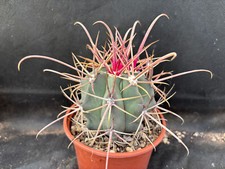Ferocactus rectispinus vivaio usato  Massafra