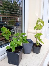 Indian borage mexican for sale  LONDON