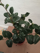 camellia sinensis plant for sale  BURY