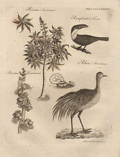 1797 georgian print for sale  YORK