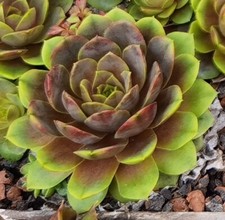 Sempervivum bird rockoon gebraucht kaufen  Selters