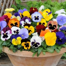 Pansy mini plug for sale  LONDON
