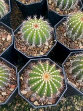 Uebelmannia pectinifera rara usato  Spedire a Italy