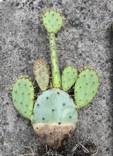 prickly pear cactus for sale prickly pear cactus for sale BRISTOL